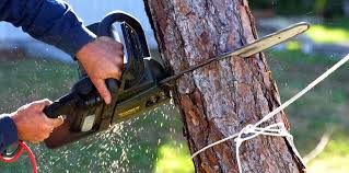 Best Fruit Tree Pruning  in Elk Grove, CA